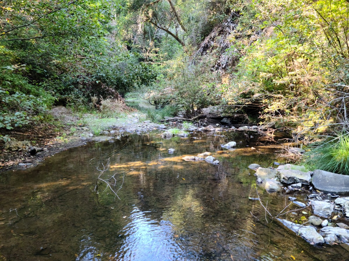 Portola Redwods State&nbsp;Park